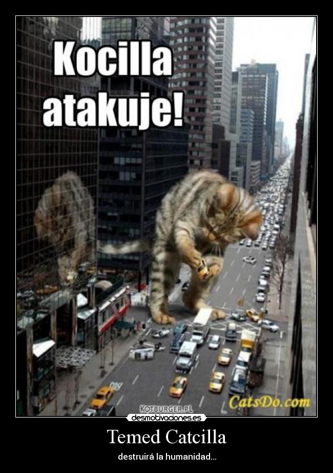 Temed Catcilla - 