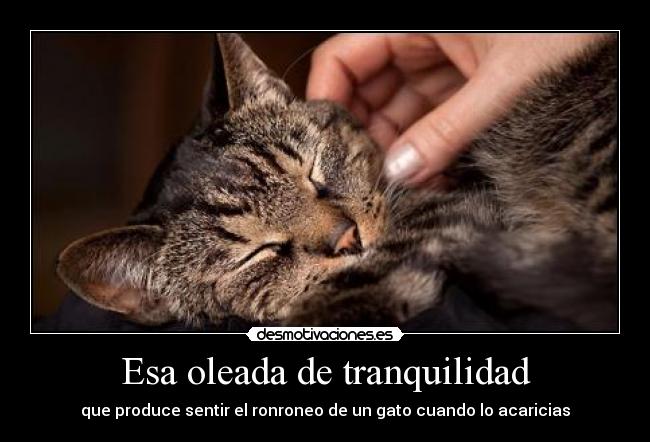 carteles miauu lady catia desmotivaciones