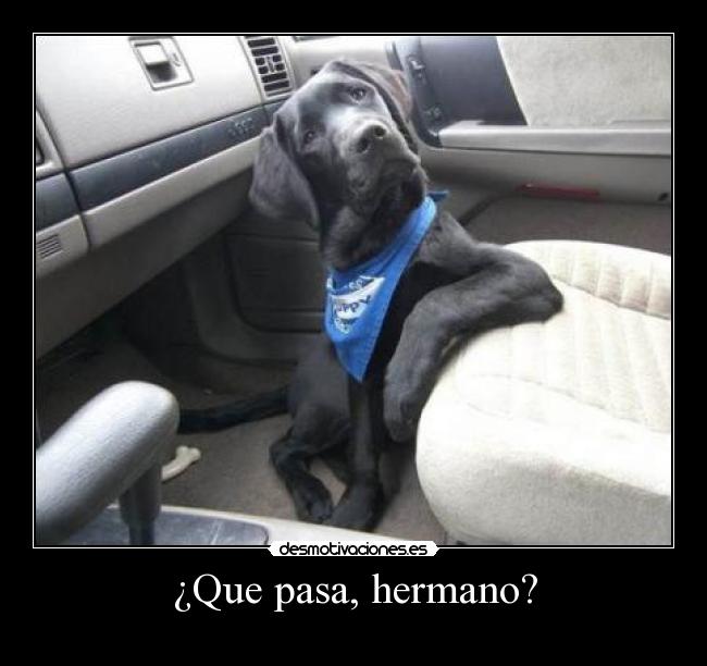carteles perro malote xdd desmotivaciones