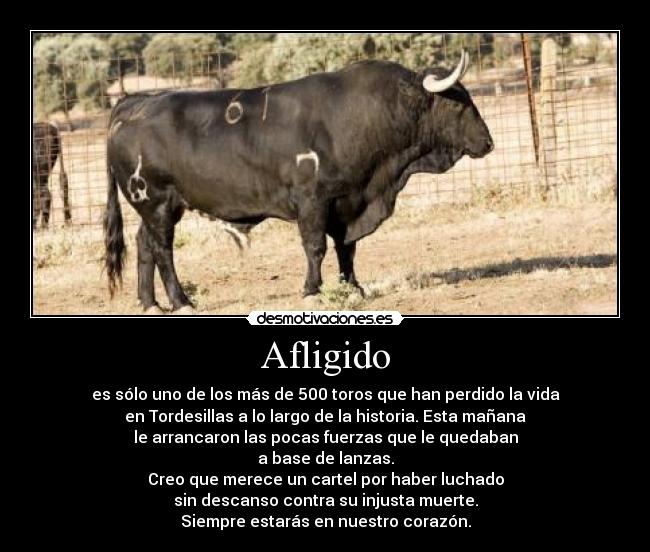 Afligido - es sólo uno de los más de 500 toros que han perdido la vida
en Tordesillas a lo largo de la historia. Esta mañana
le arrancaron las pocas fuerzas que le quedaban
a base de lanzas.
Creo que merece un cartel por haber luchado
sin descanso contra su injusta muerte.
Siempre estarás en nuestro corazón.