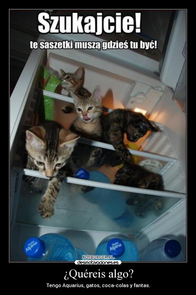 carteles catcatcat desmotivaciones