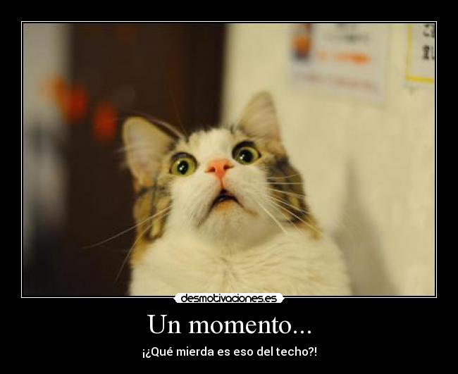 Un momento... - ¡¿Qué mierda es eso del techo?!