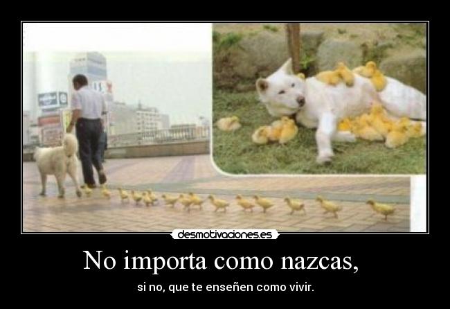 No importa como nazcas, -