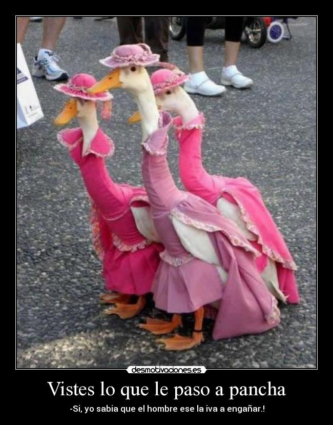 Vistes lo que le paso a pancha -