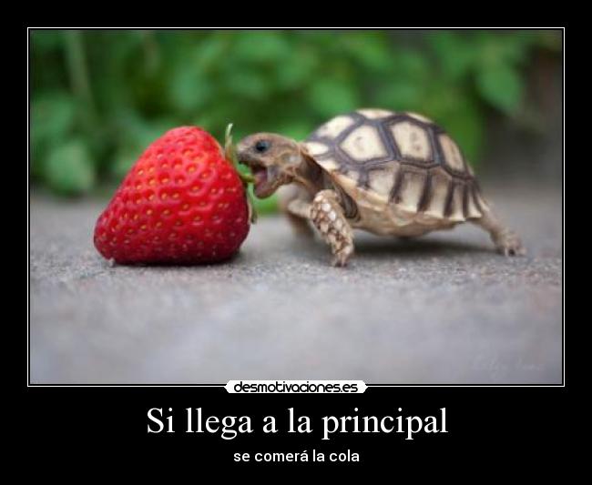 Si llega a la principal -