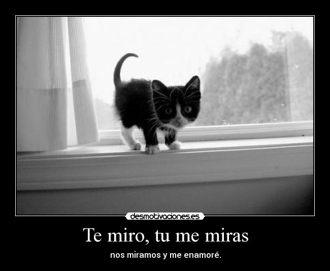 Te miro, tu me miras - 