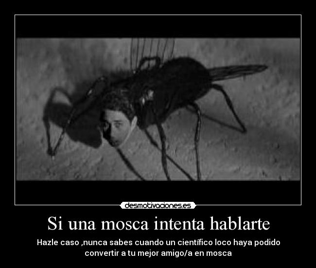 Si una mosca intenta hablarte -