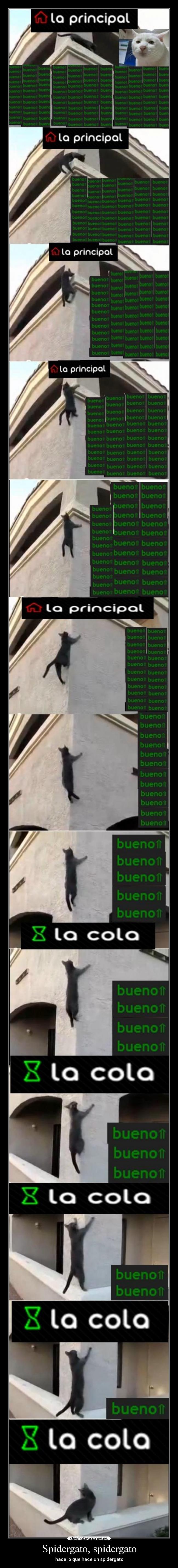 Spidergato, spidergato - 