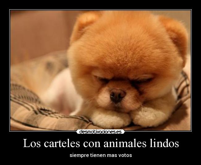 Los carteles con animales lindos - 