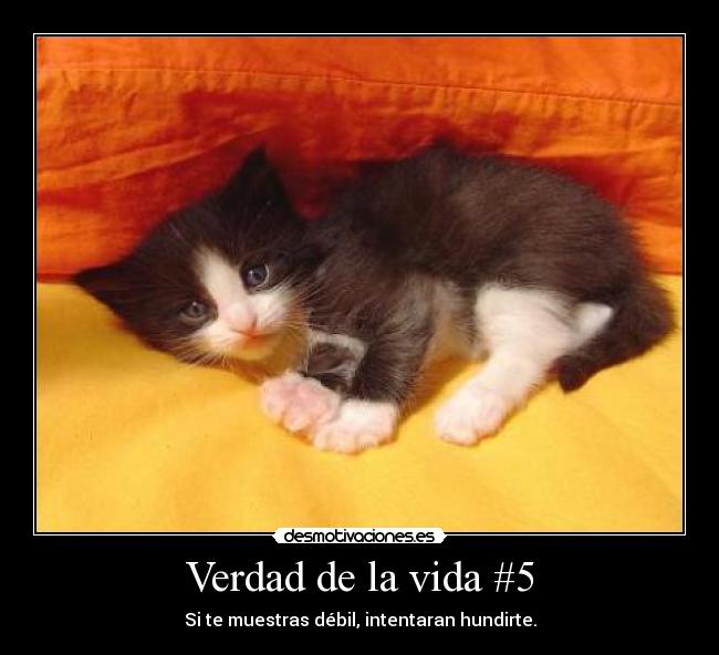 Verdad de la vida #5 - Si te muestras débil, intentaran hundirte.