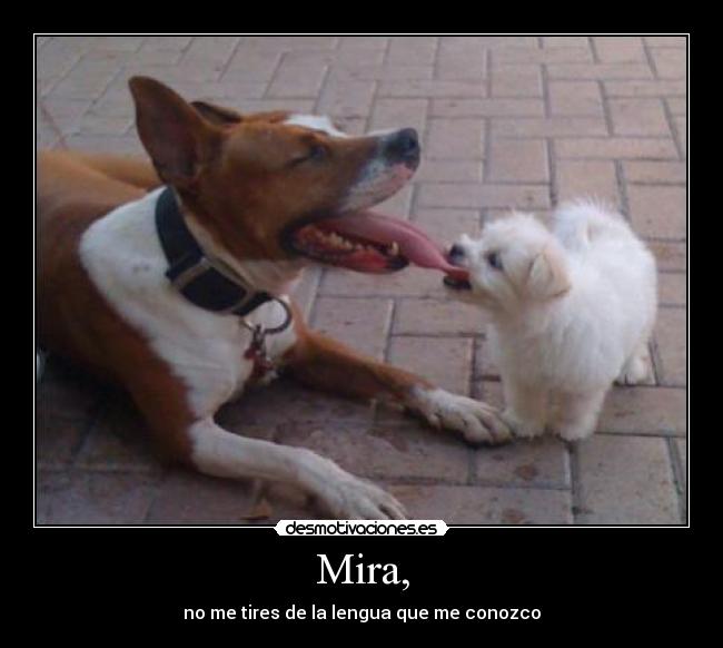 Mira, - no me tires de la lengua que me conozco