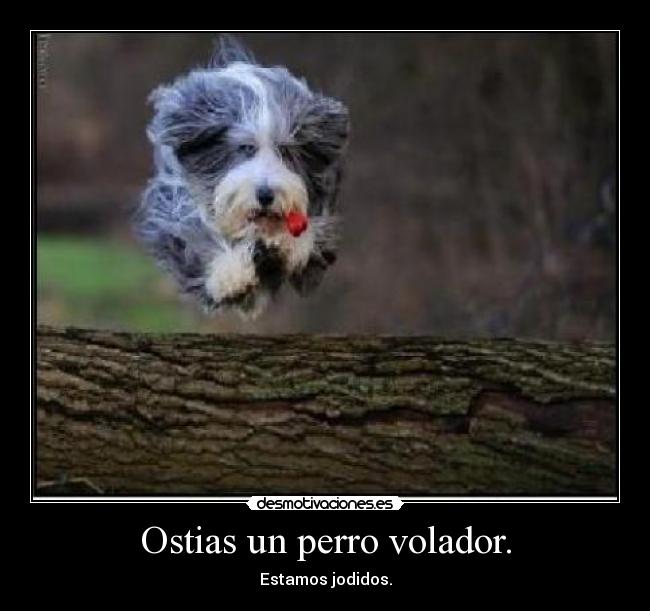 Ostias un perro volador. - 