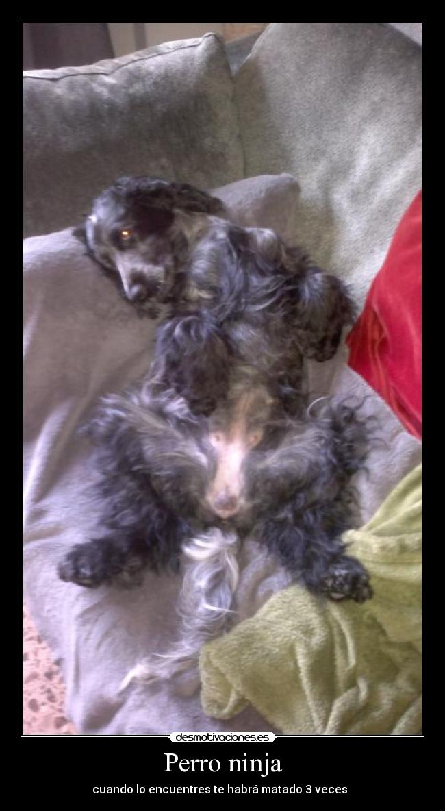 Perro ninja - cuando lo encuentres te habrá matado 3 veces  