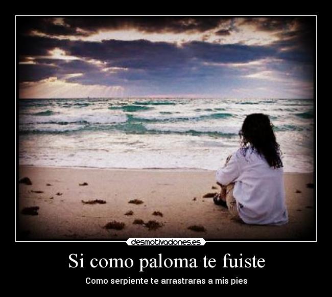 Si como paloma te fuiste -