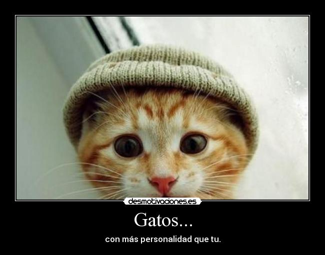 Gatos... -