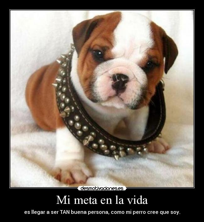 Mi meta en la vida - es llegar a ser TAN buena persona, como mi perro cree que soy.