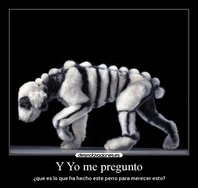 Y Yo me pregunto - ¿que es lo que ha hecho este perro para merecer esto?