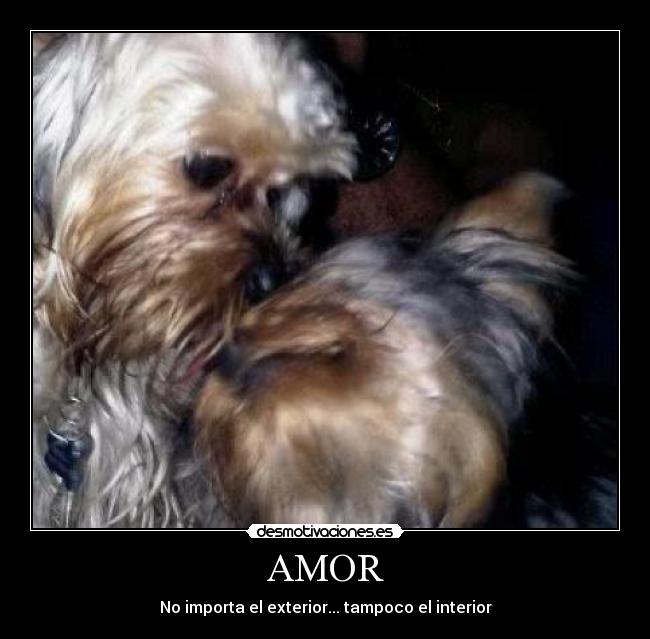 AMOR - No importa el exterior... tampoco el interior