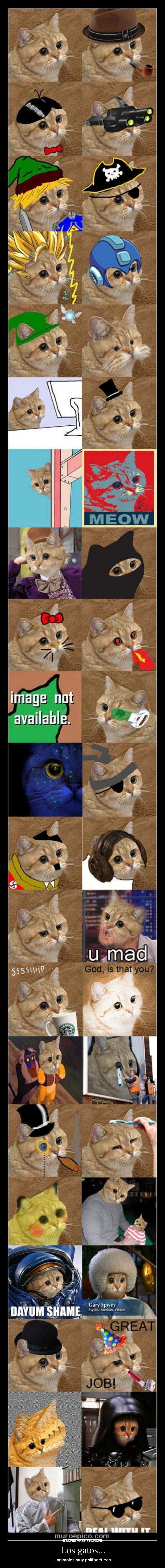 carteles gatos moola desmotivaciones