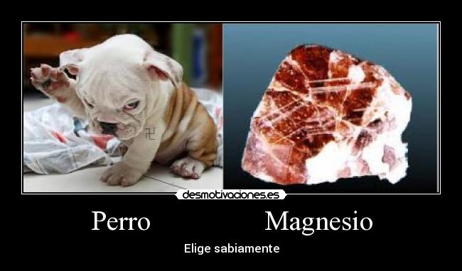 Perro Magnesio -