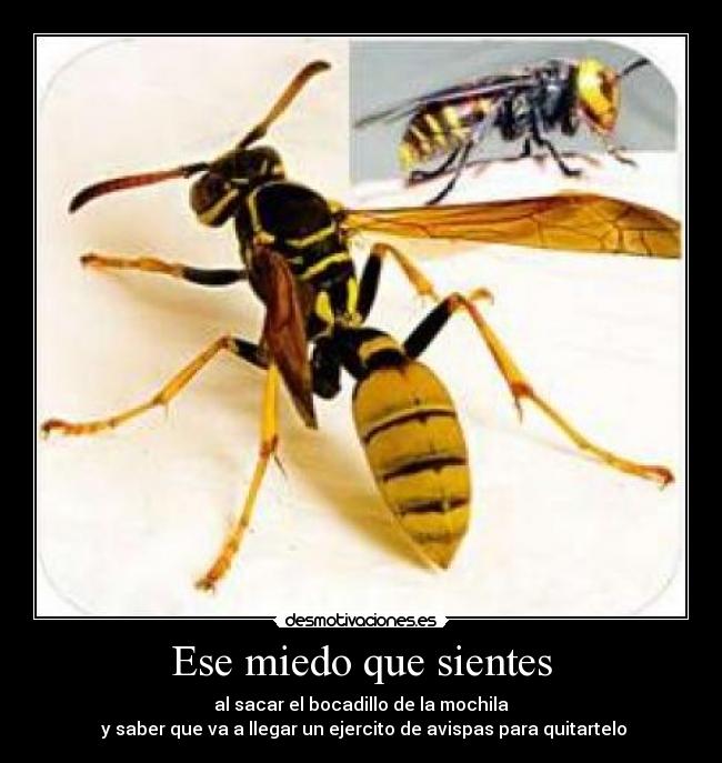 Ese miedo que sientes - al sacar el bocadillo de la mochila
y saber que va a llegar un ejercito de avispas para quitartelo