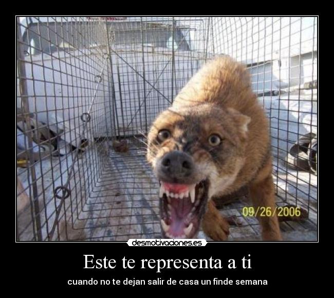 Este te representa a ti -