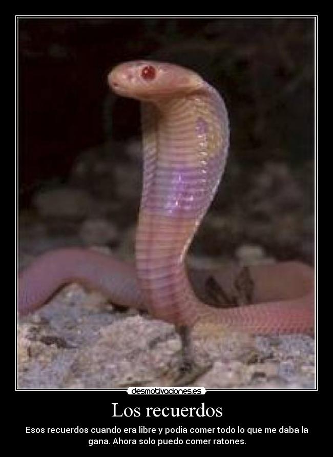 Los recuerdos - Esos recuerdos cuando era libre y podia comer todo lo que me daba la
gana. Ahora solo puedo comer ratones.