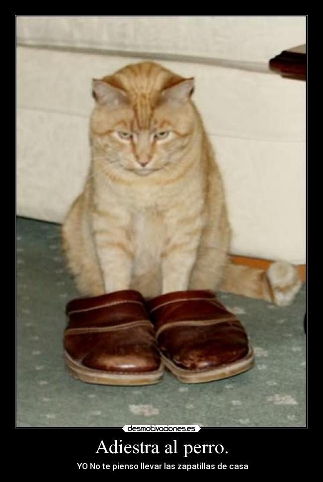 Adiestra al perro. - YO No te pienso llevar las zapatillas de casa