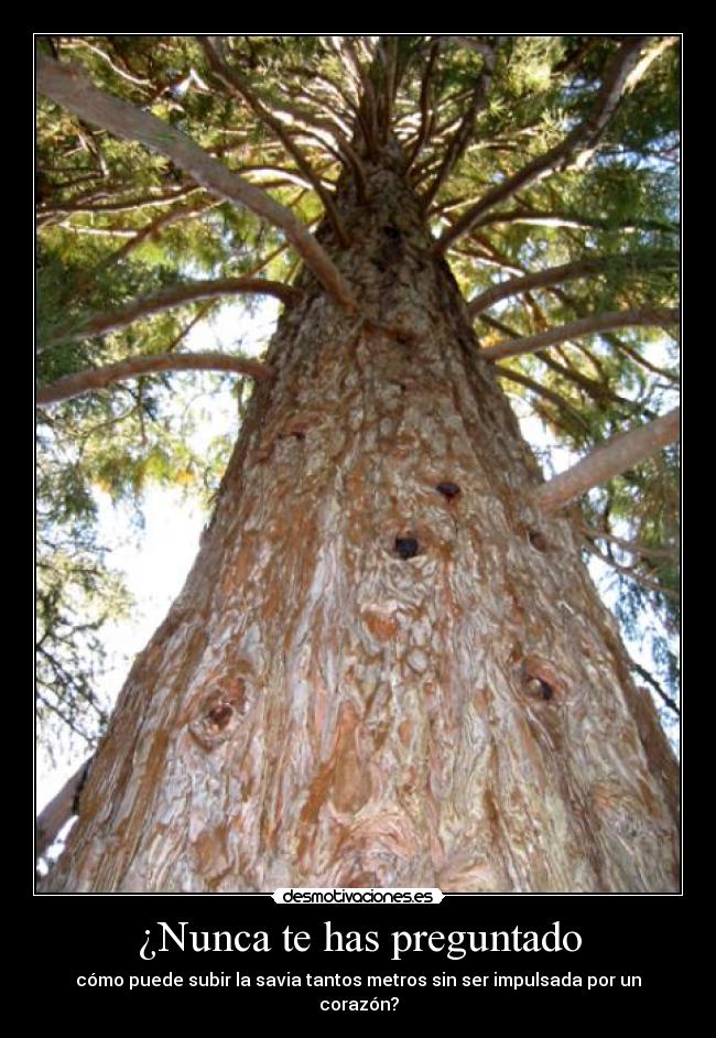 ¿Nunca te has preguntado - cómo puede subir la savia tantos metros sin ser impulsada por un corazón?
