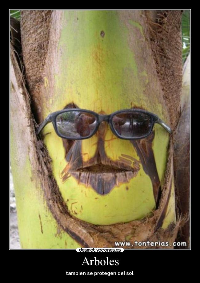 Arboles - tambien se protegen del sol.