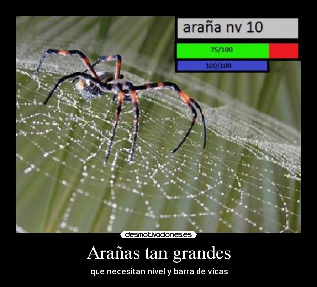 Arañas tan grandes -