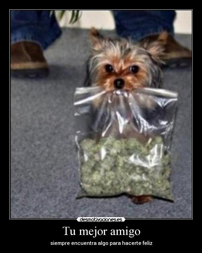 Tu mejor amigo - siempre encuentra algo para hacerte feliz