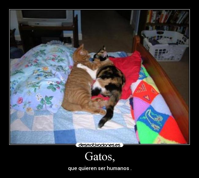 Gatos, -