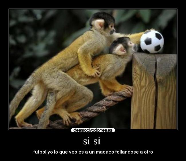 si si - futbol yo lo que veo es a un macaco follandose a otro