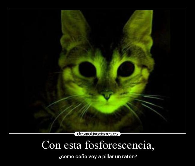 Con esta fosforescencia, - ¿como coño voy a pillar un ratón?