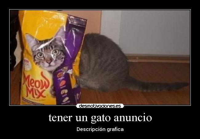 tener un gato anuncio - 