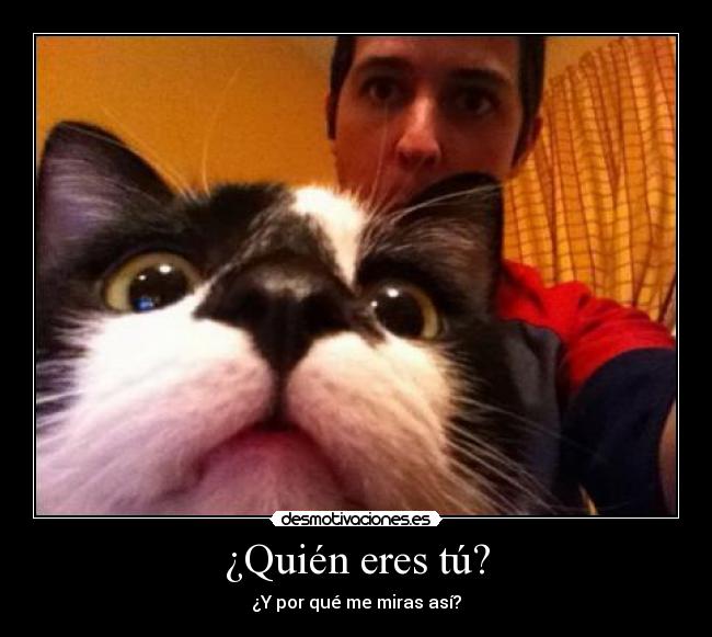 carteles gato desmotivaciones