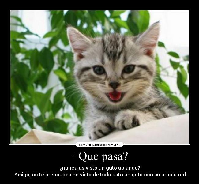 +Que pasa? - ¿nunca as visto un gato ablando?
-Amigo, no te preocupes he visto de todo asta un gato con su propia red.