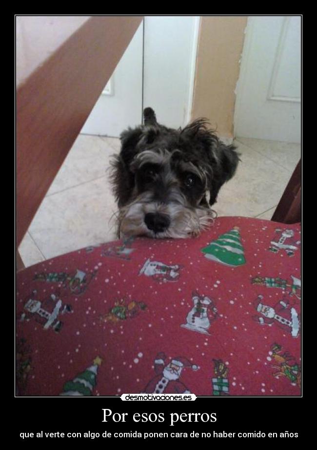 Por esos perros - que al verte con algo de comida ponen cara de no haber comido en años