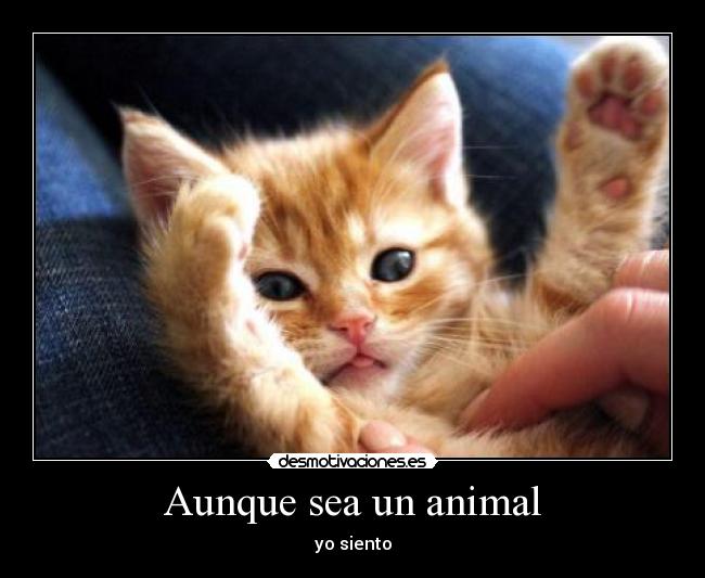 Aunque sea un animal -