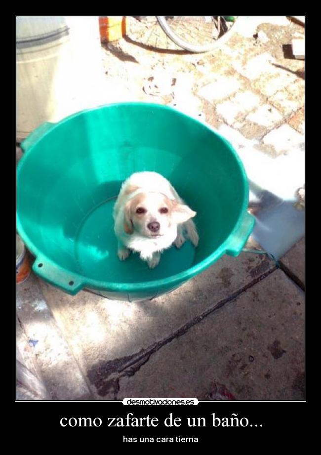 como zafarte de un baño... - has una cara tierna