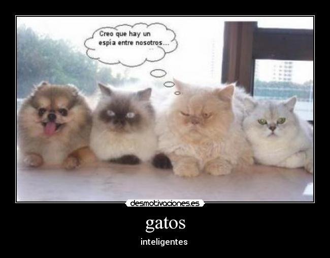 gatos - inteligentes 