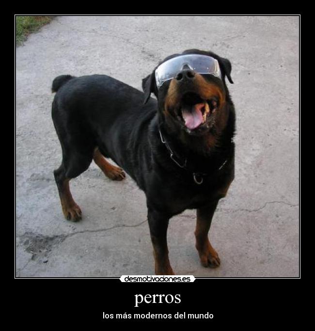 perros -