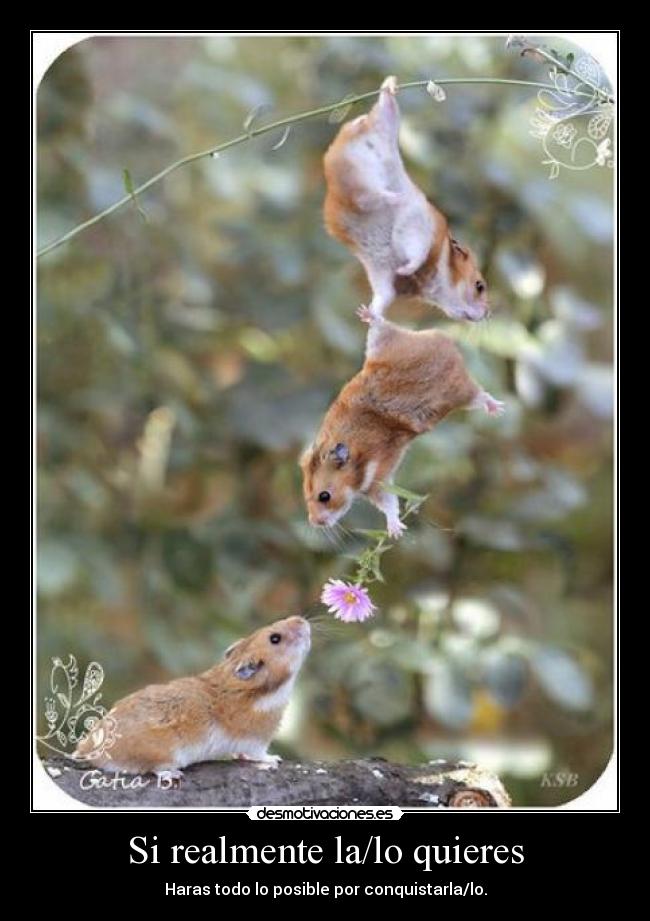 Si realmente la/lo quieres - Haras todo lo posible por conquistarla/lo.
