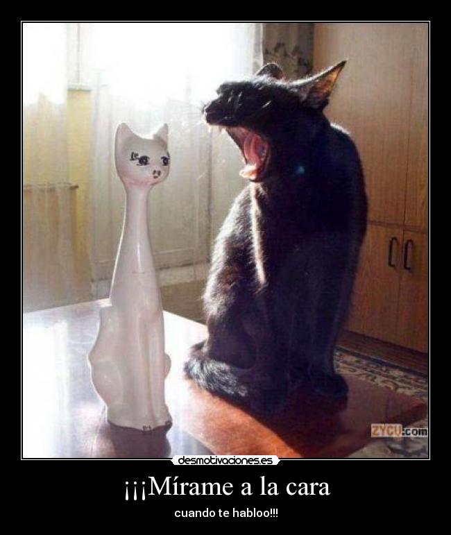 ¡¡¡Mírame a la cara - cuando te habloo!!!
