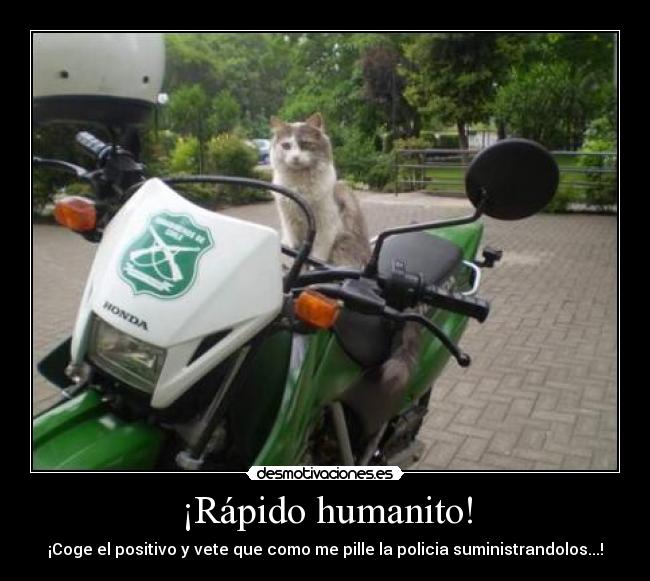 ¡Rápido humanito! - ¡Coge el positivo y vete que como me pille la policia suministrandolos...!