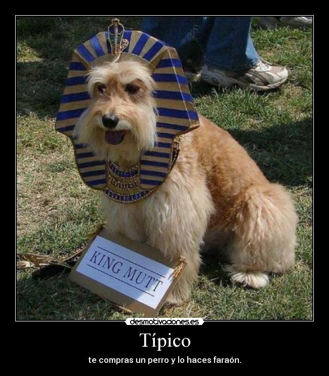 Típico - te compras un perro y lo haces faraón.