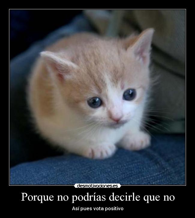 Porque no podrías decirle que no -