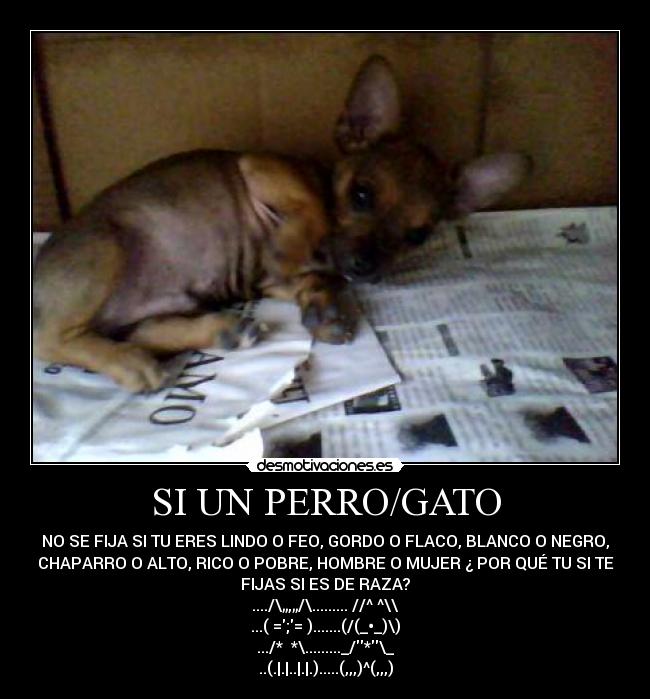 SI UN PERRO/GATO -