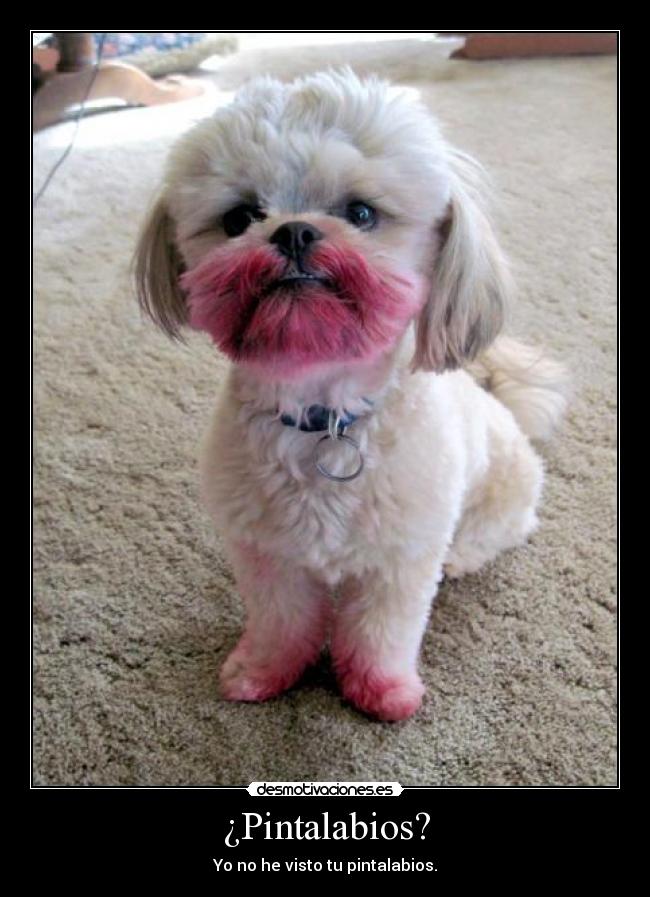 carteles perro amoroso con carmin desmotivaciones